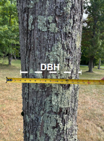 Basal Area of a Tree from Diameter