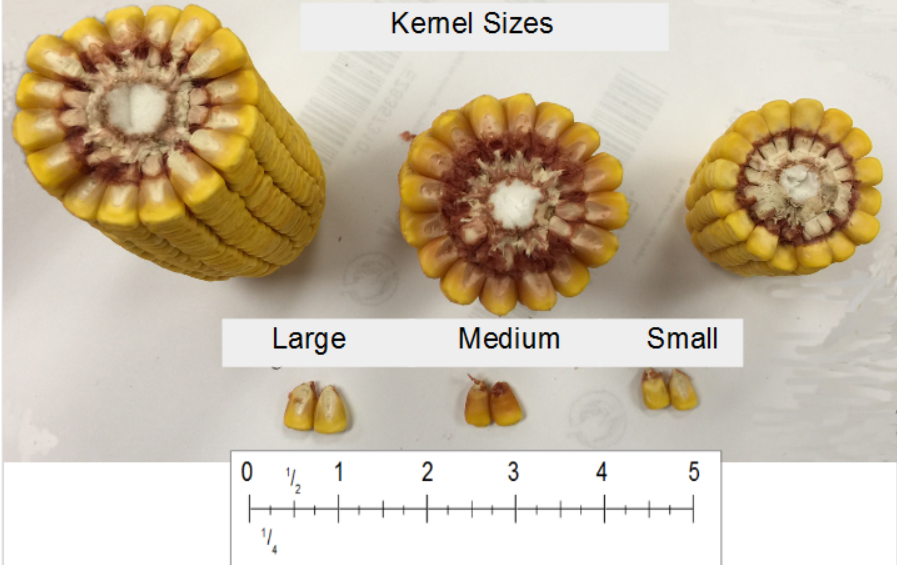 Corn Grain Yield Estimator