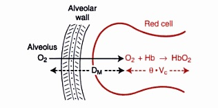 /attachments/d21ee7e0-dc38-11e3-b7aa-bc764e2038f2/DiffusionCapacityComponents-illustration.png