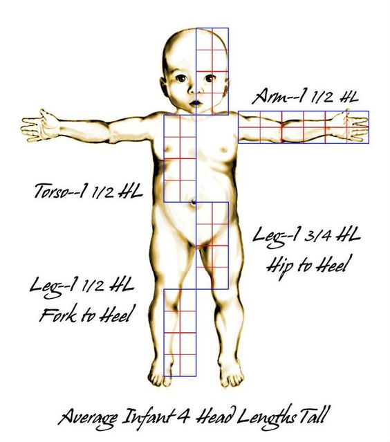 About Human proportions Calculator